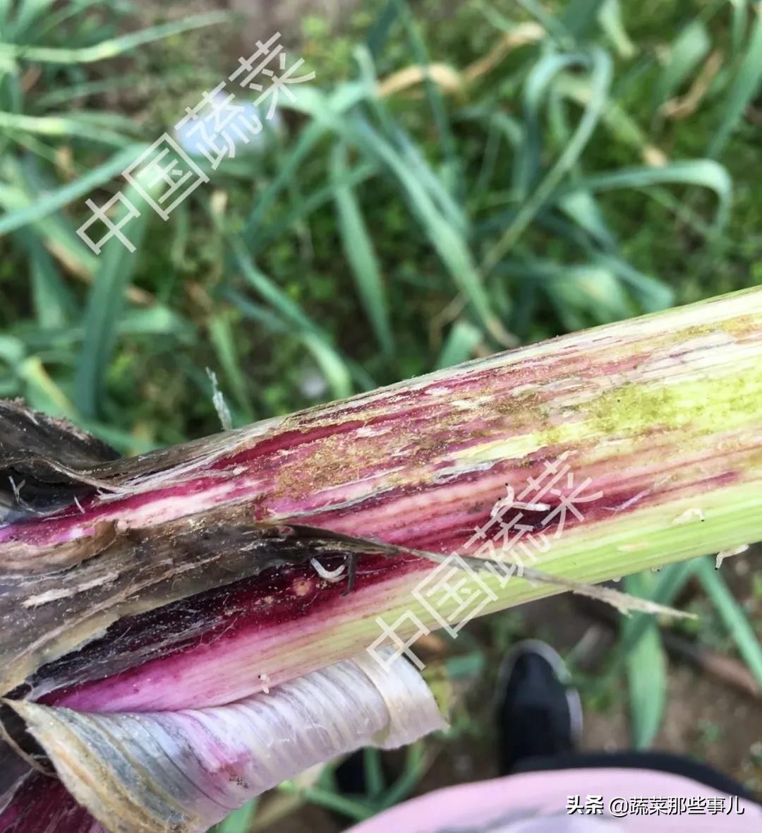 大蒜根蛆治疗方法,蒜蛆治不住大蒜还会长吗