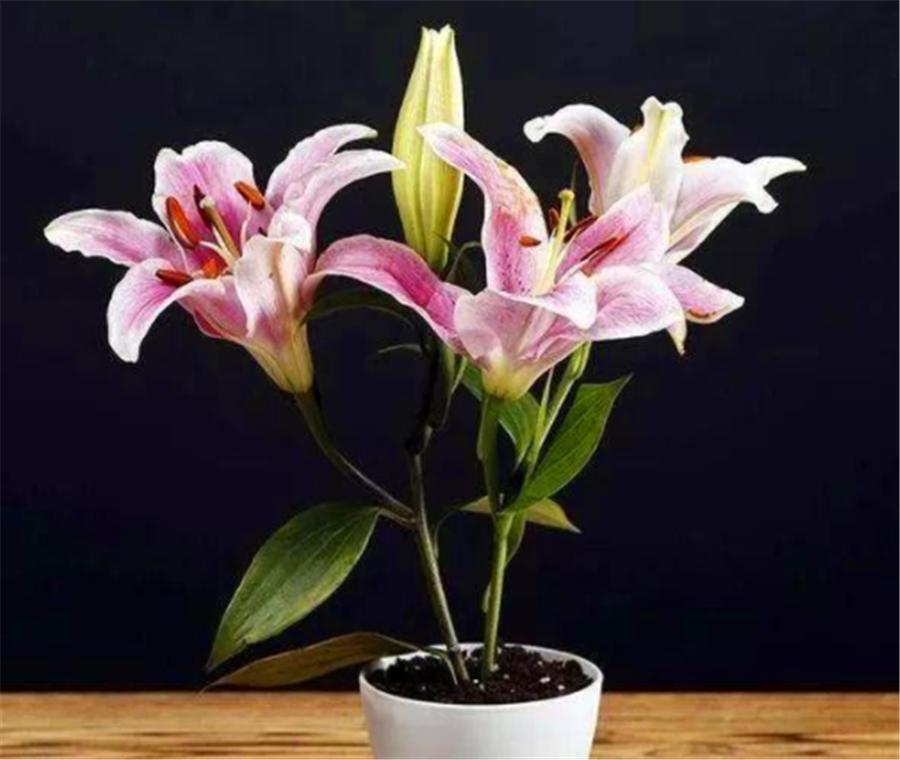 百合使用叶面肥和生根肥有功效吗,百合种植方法几天出苗