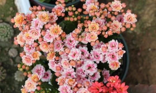 盆栽土太湿总是不干怎么办,盆栽土很硬结块怎么回事