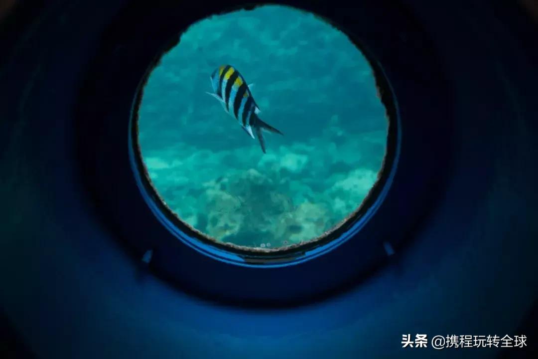 冲绳2月看樱花,冲绳哪里看樱花