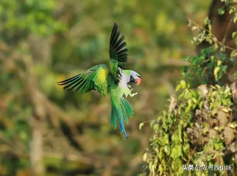 什么鹦鹉最容易训练,什么鹦鹉怎么养才会认主人