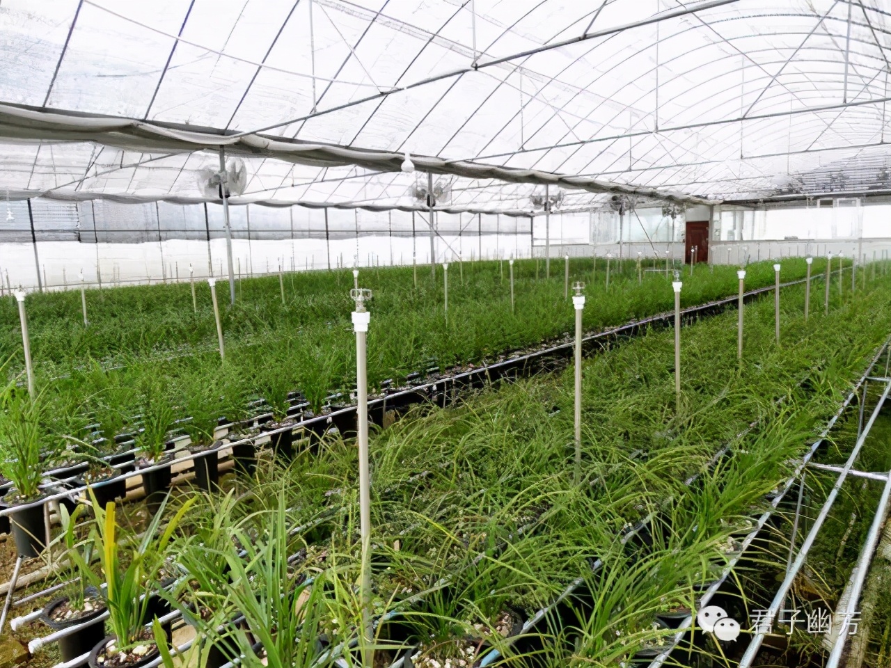 莲瓣兰心心相印种植基地,心心相印莲瓣兰谁种得最多