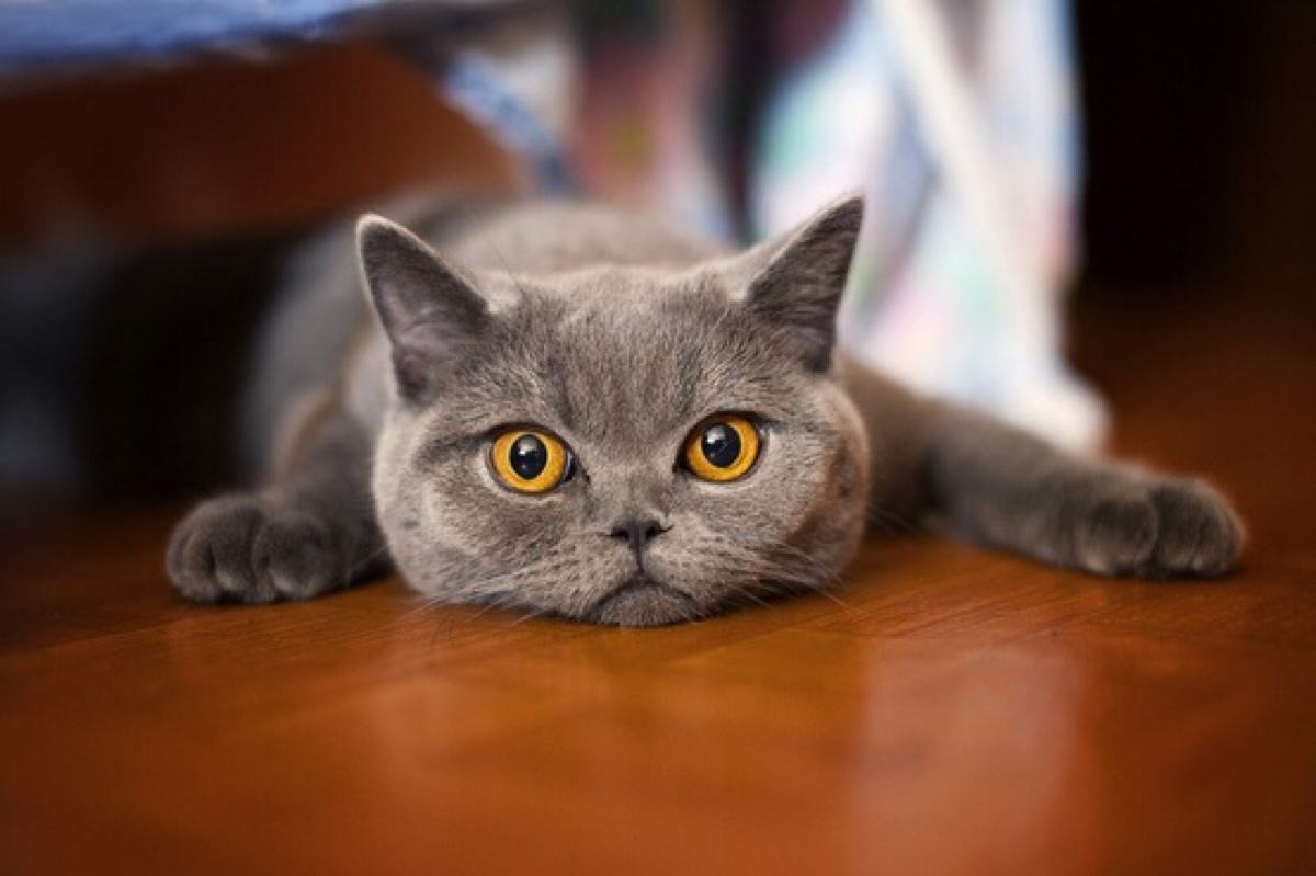 猫粮中哪些成分有害,有这几种成分的猫粮千万别喂