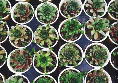 大棚种植什么项目最赚钱,现在大棚种植什么最赚钱