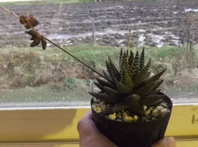 多肉花剑是个宝,多肉花剑可以干什么