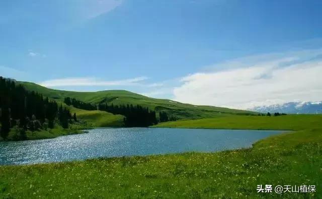 伊犁可克达拉草原,伊犁草原之旅