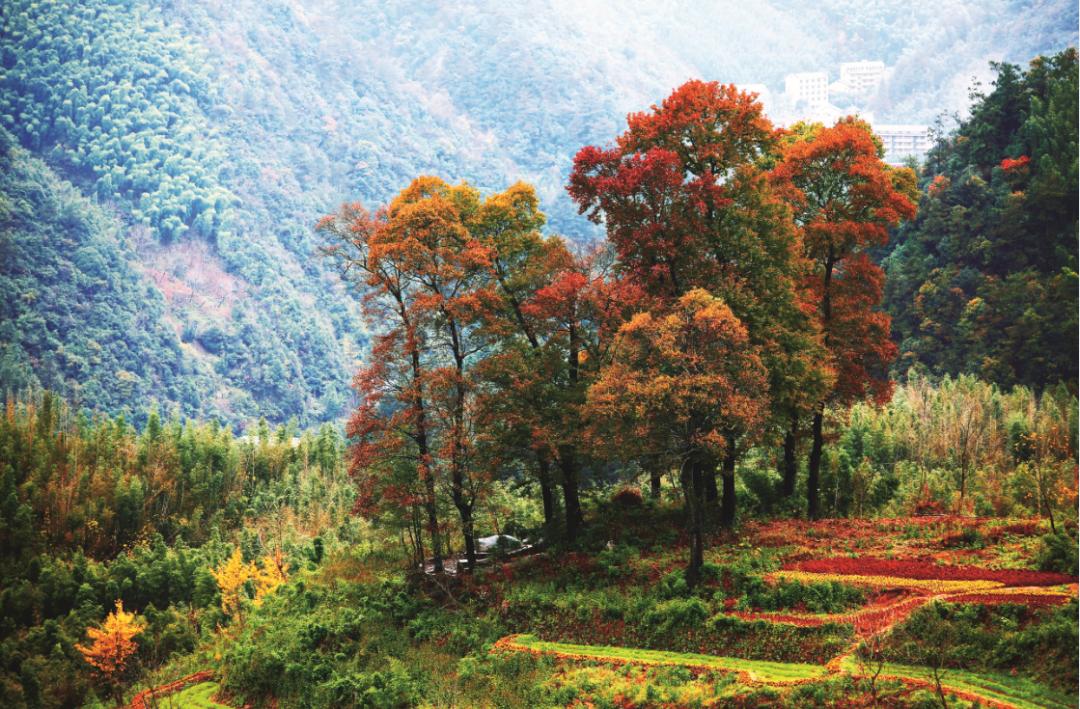 免费森林公园门票优惠活动,森林康养旅游胜地有哪些