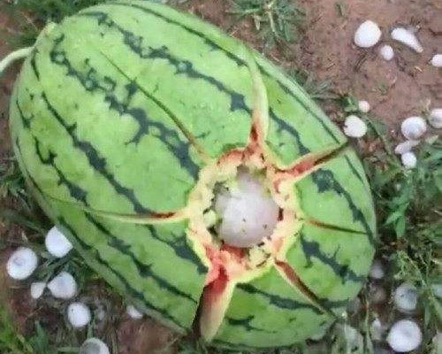 西瓜下冰雹如何预防,西瓜被冰雹砸还能活吗