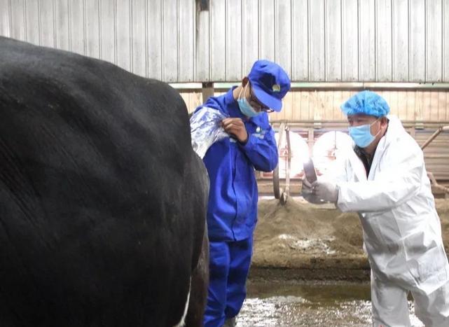 母牛产后瘫痪的原因及防治方法,母牛产后瘫痪快速治疗方法