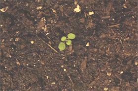 玉米棒子插水里，7天冒出小森林