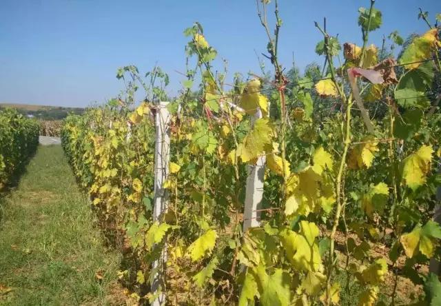 葡萄叶片黄化用什么药,葡萄叶黄化是怎么回事