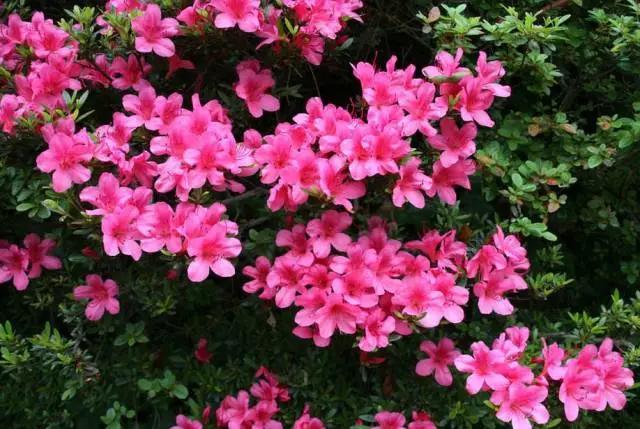 春天几月份适合移盆扦插,夏天可以扦插换盆吗