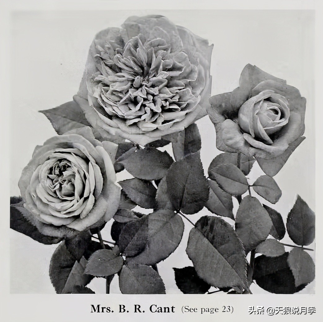 怦然心动的万人迷月季,原来从它而来(终篇)