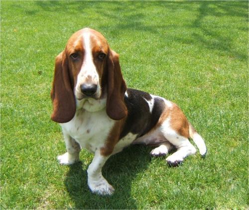 有几种大耳朵狗,大耳朵狗有什么特征