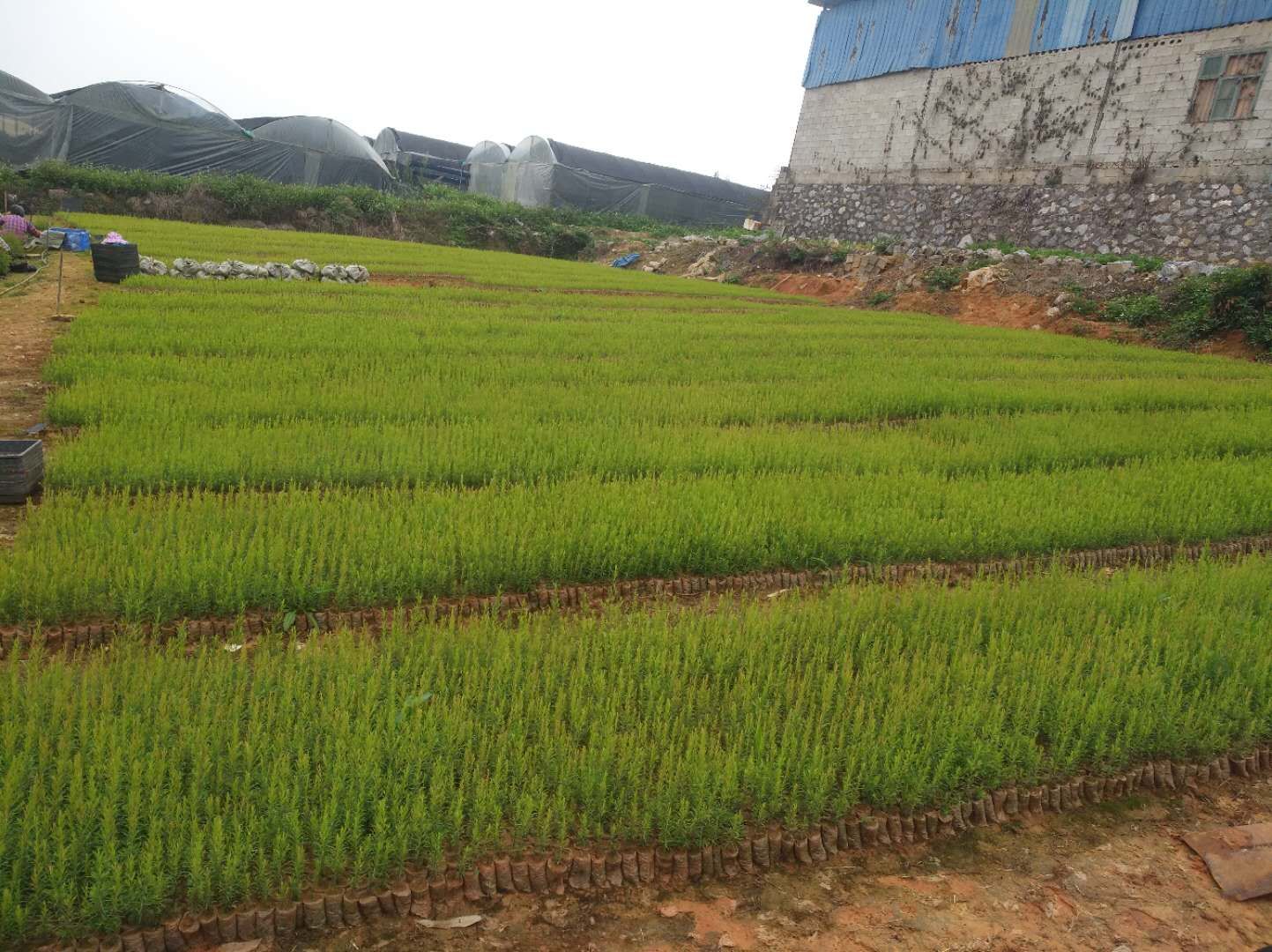 广西特色香料资源与产业现状