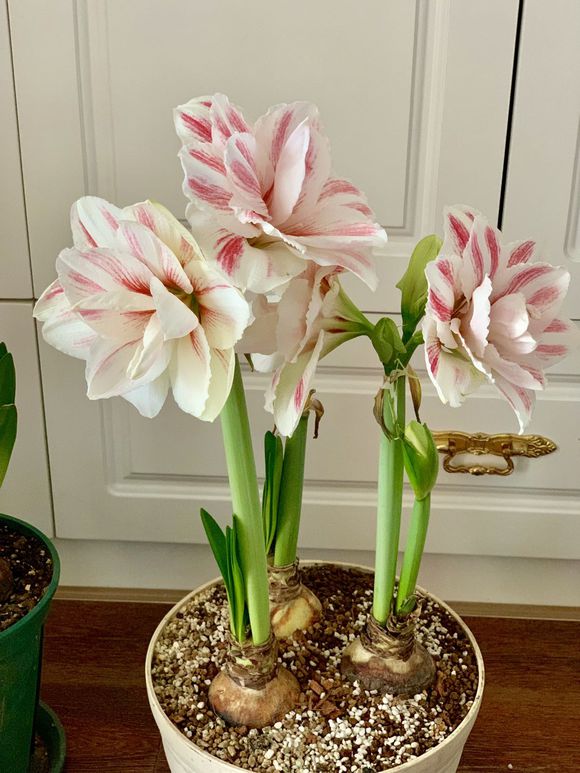 朱顶红长叶修剪的正确方法,朱顶红开花好了怎么修剪