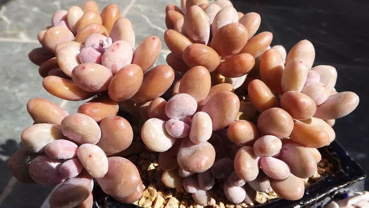 爱机车,爱多肉,宝妈花姐的诗和远方