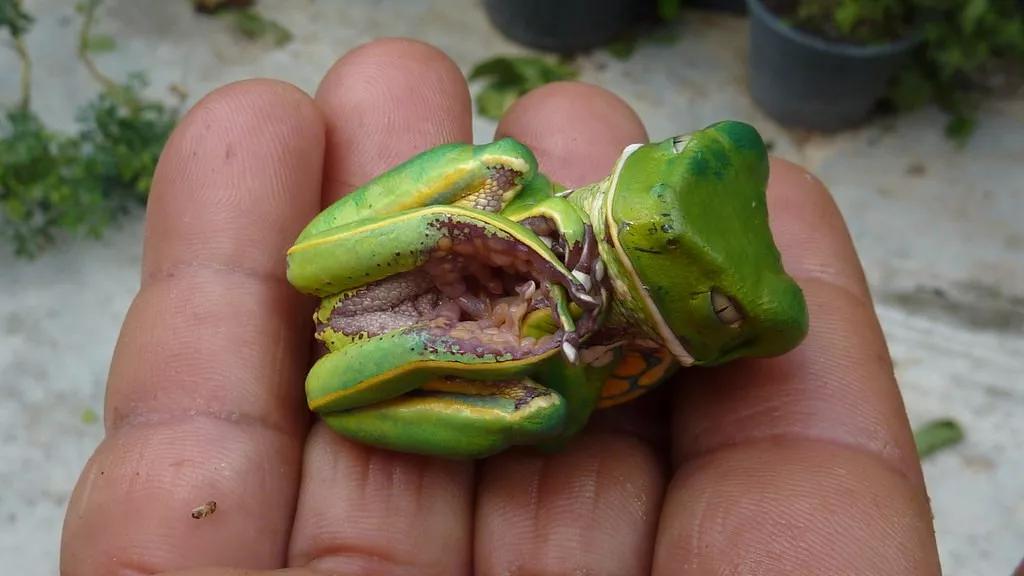 各种小动物是怎样装死的,动物装死是什么