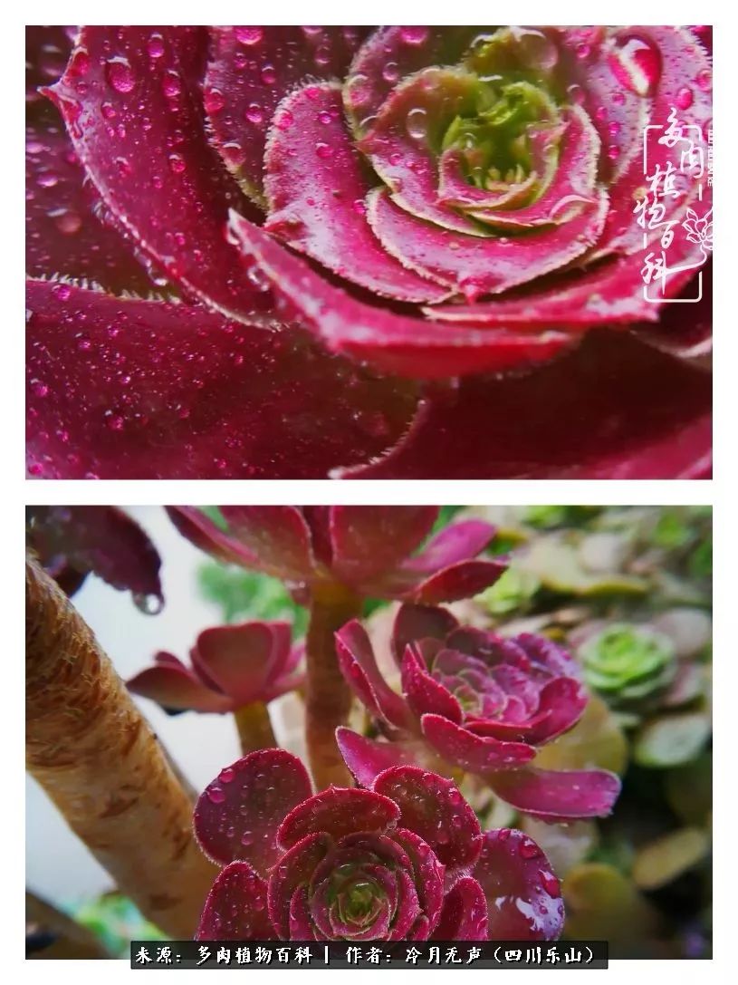 时光见证多肉故事,关于多肉的故事