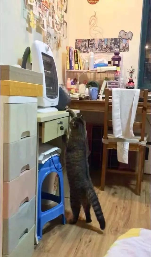 一个人养猫有什么烦恼,一个人生活养只狗靠谱吗