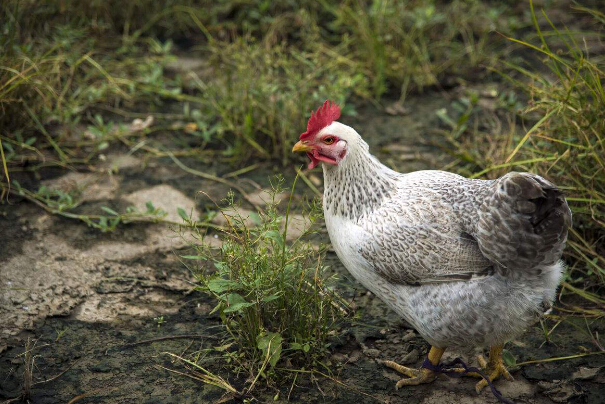 芦花鸡的养殖方法和注意事项,芦花鸡绿壳蛋鸡适合全国饲养