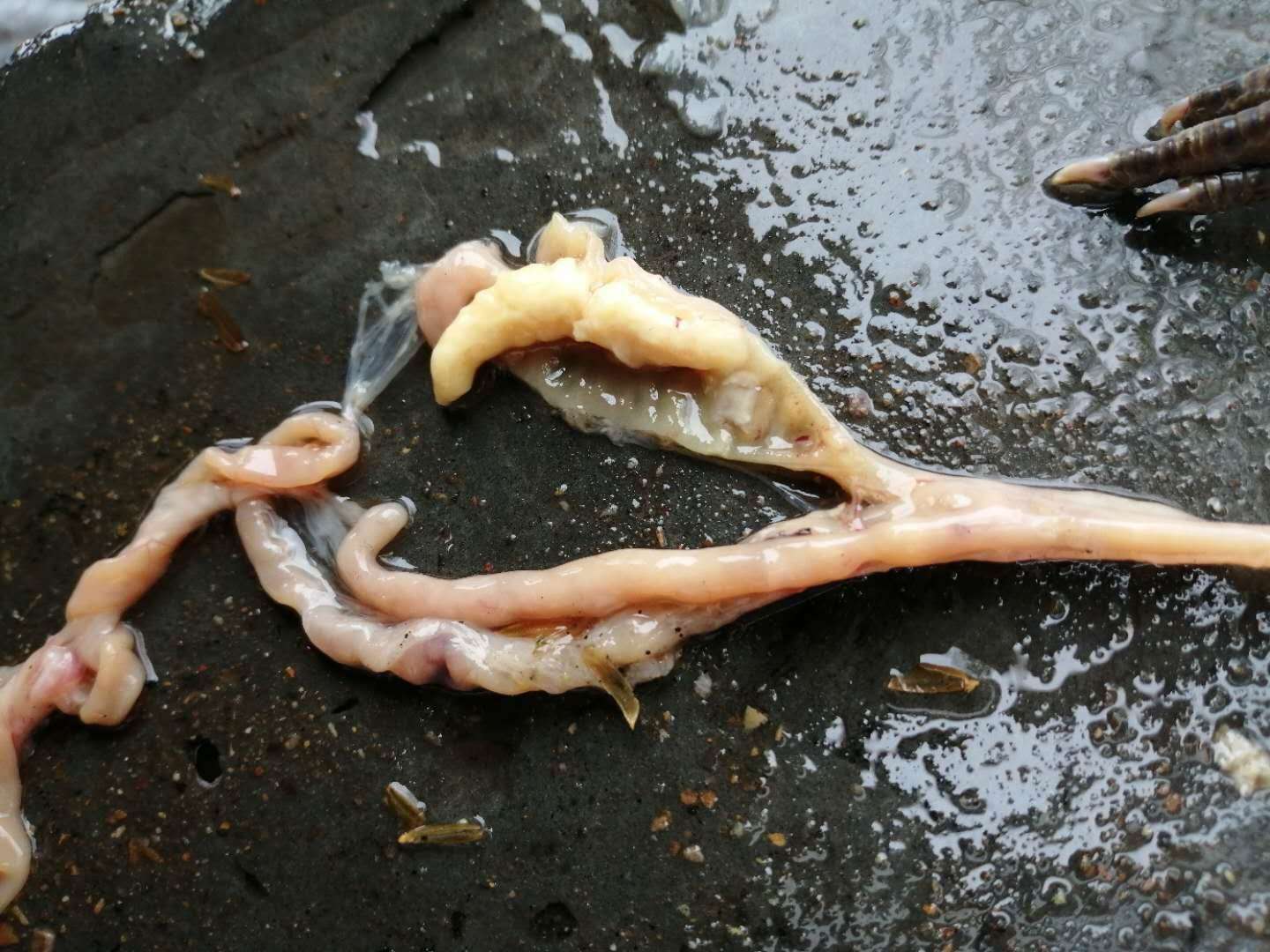 鸡盲肠肝炎最佳治疗方法,鸡盲肠肝炎最佳治疗方案