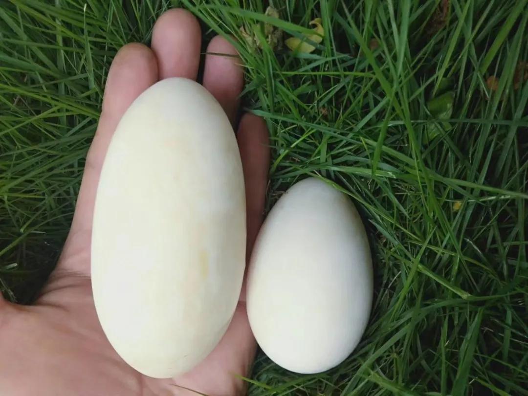 国学夏令营,2019国学夏令营