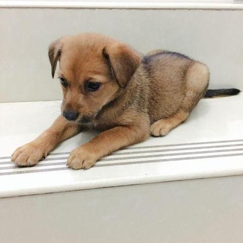 两个月大的土狗,俩个月大的土狗