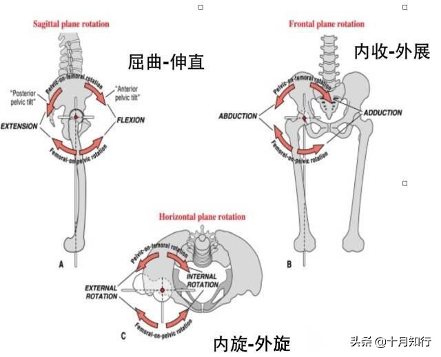 髋关节运动知识点总结大全,髋关节功能锻炼操作流程