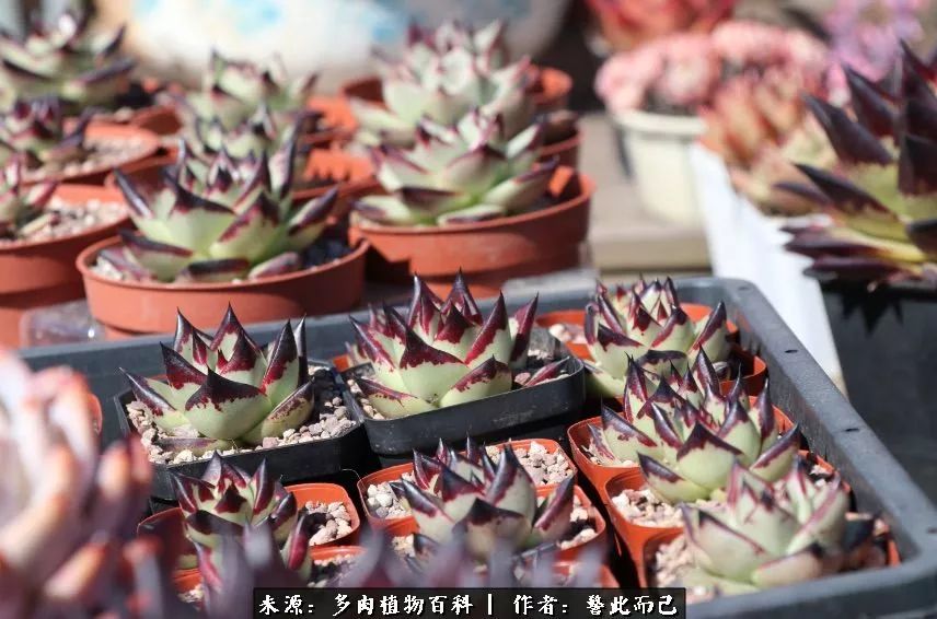 小警察的乌木：红与黑的霸气之美！