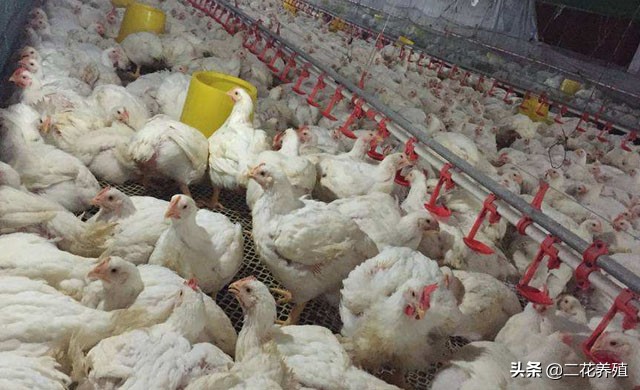 肉鸡增肥怎么办,肉鸡如何有效降低料肉比