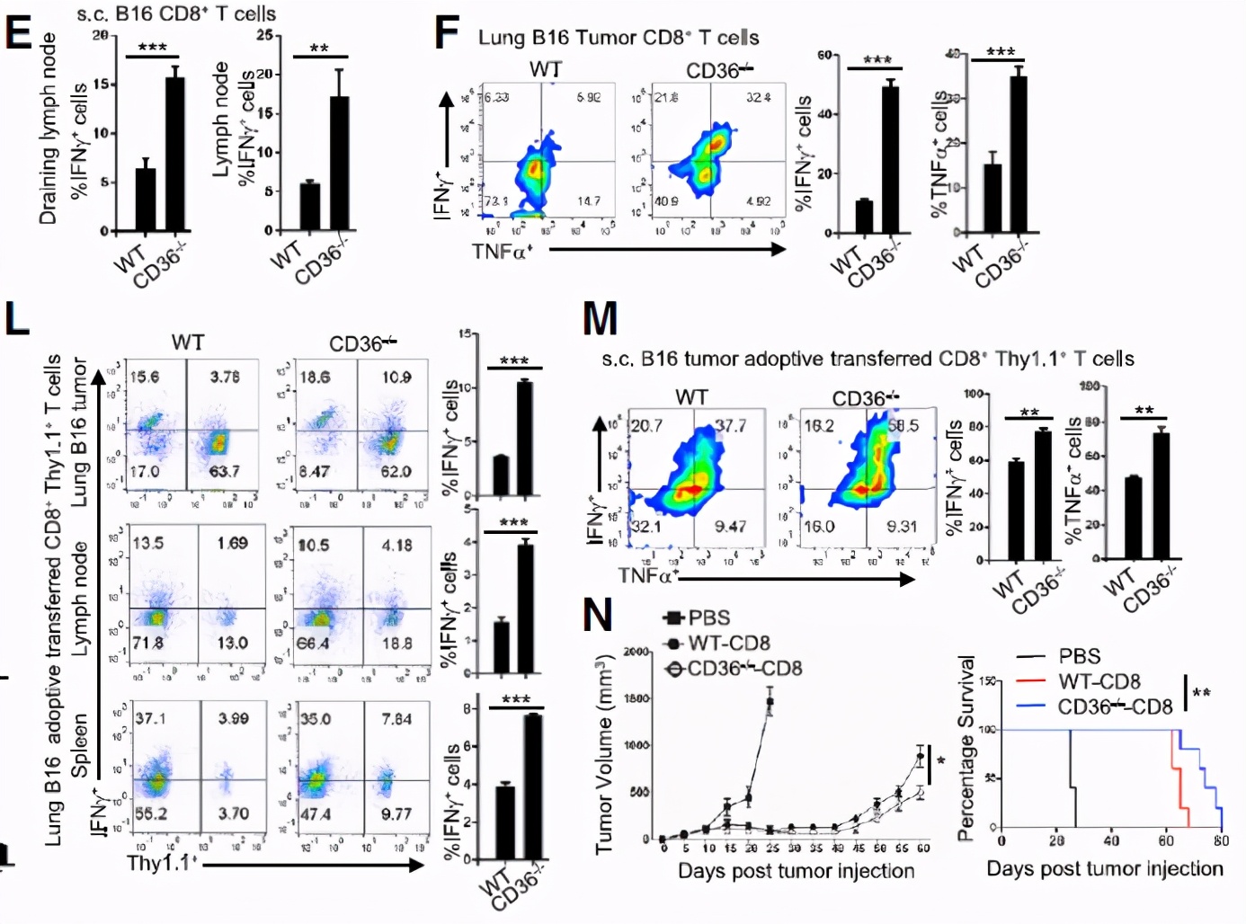 CD36介导铁死亡会抑制CD8+T细胞功能削弱其抗肿瘤