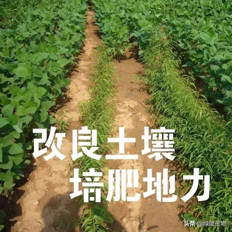 枯草芽孢杆菌防治病害怎样,枯草芽孢杆菌对种植作用及功效