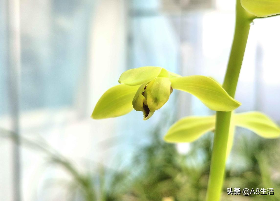 老上海兰花怎么挑选,每日一品中国兰花春兰