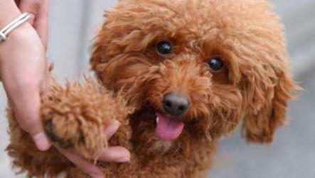 泰迪犬的这6种行为,泰迪犬舔主人真实的几个原因