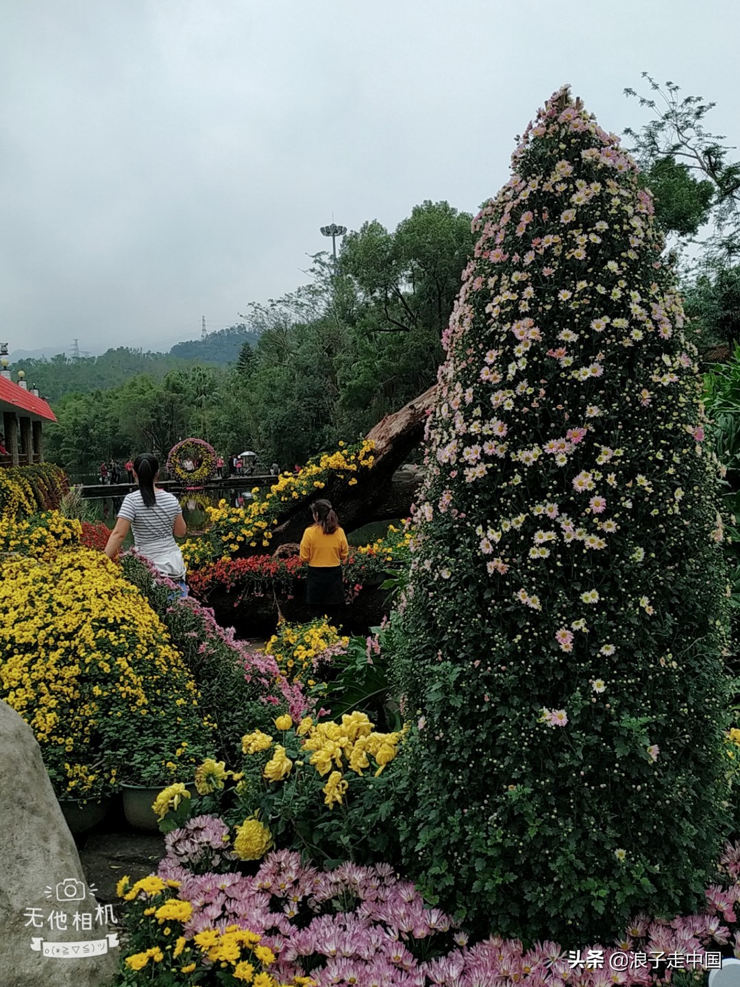 深圳的东湖公园的菊花展漂亮极了,深圳东湖公园赏菊花展