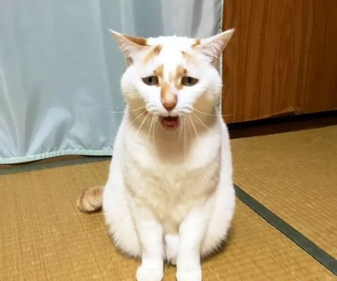 猫咪到底是什么样的猫,猫到底是个什么物种至今还是个谜