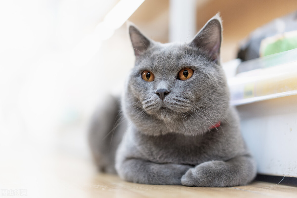 鑻辩煭钃濈尗鍝佺浉閴村埆,绾鑻辩煭钃濈尗鏍囧噯