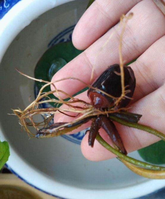 碗莲种子夏天可以种植吗,碗莲夏天开几次花