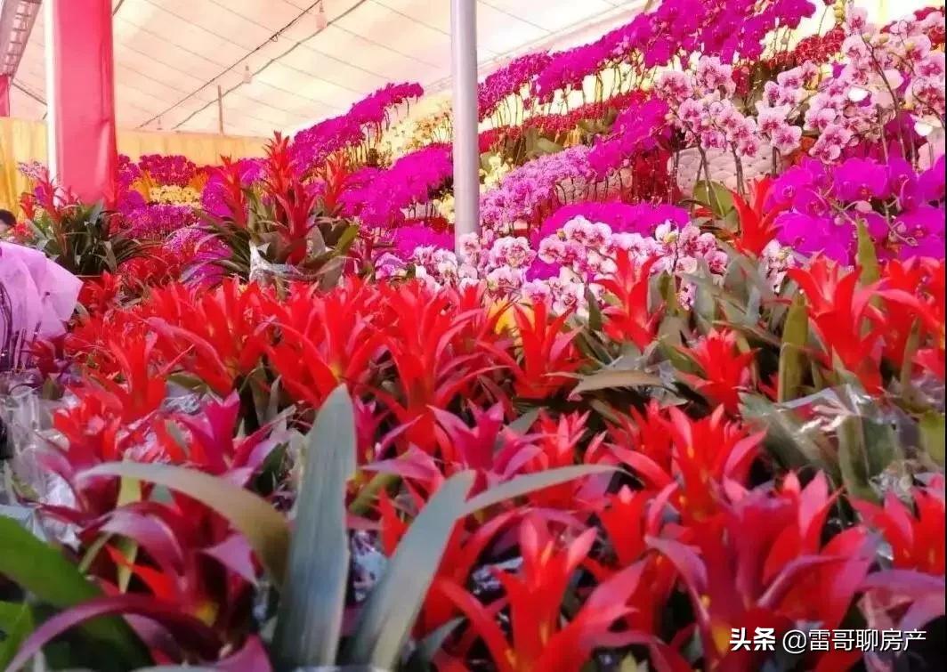 大局已定惠州横沥在哪呢,大局已定2020