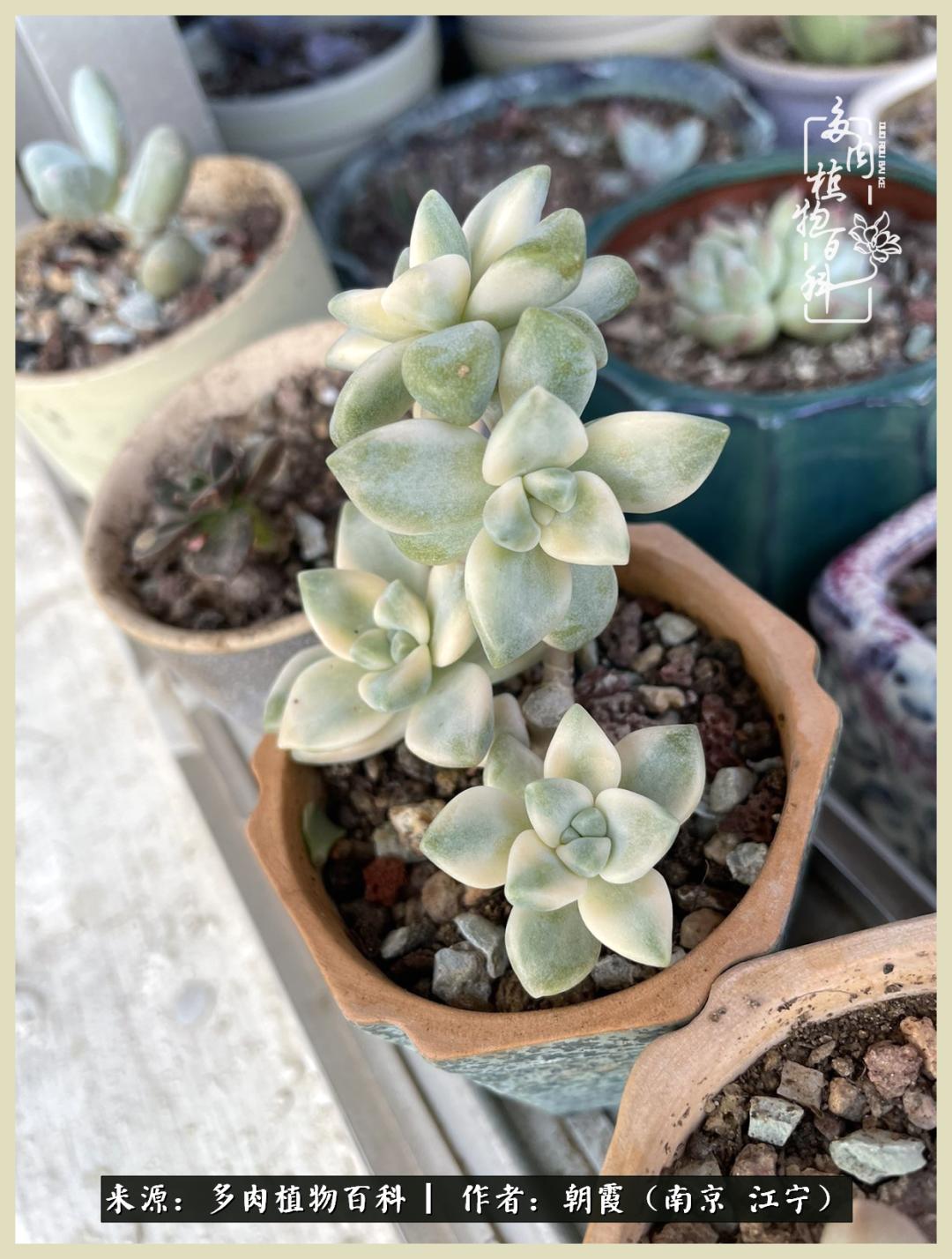 多肉最美的飘枝品种,多肉最美老桩