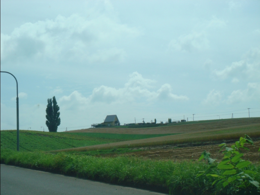 大地上的一棵棵树,大地上的绿树红花