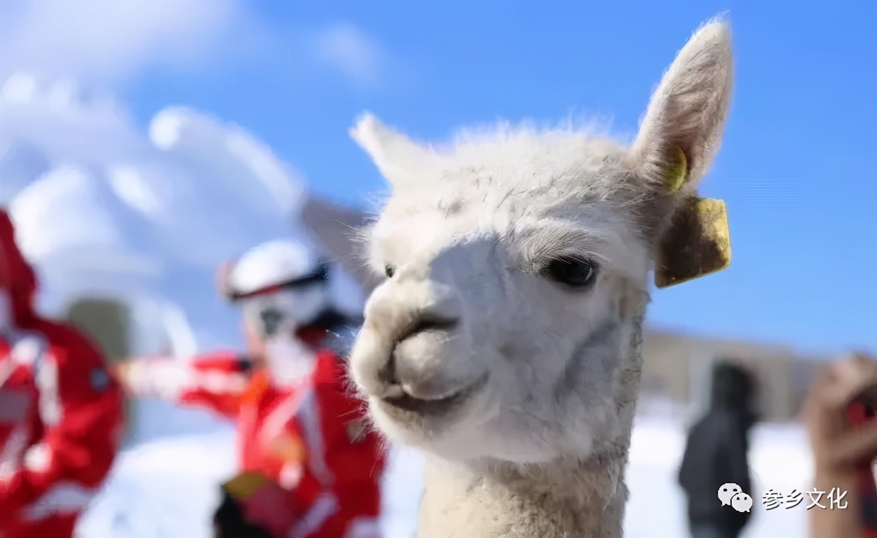 11月28日，大咖云集。来看看冷季节里的热抚松