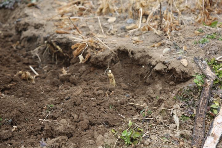 同仁堂的人参质量怎么样，国内哪个牌子的人参信得过？