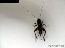 蟋蟀最高能卖多少元,蟋蟀赚钱