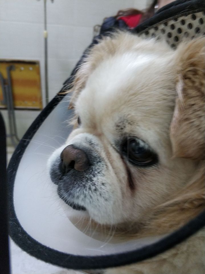 公猫膀胱结石手术,公犬尿道结石手术