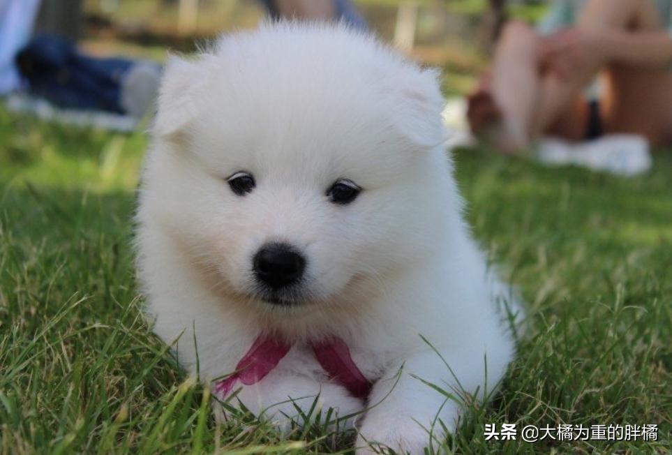 微笑天使萨摩耶好养吗,微笑天使萨摩耶大概多少钱一只