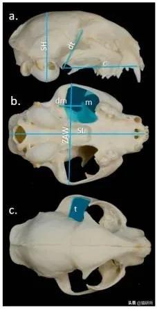 流浪猫的孩子野性也大吗,流浪猫的灵性有多可怕