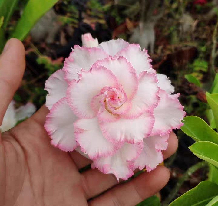 84个沙漠玫瑰品种，收起来慢慢看，待到来年春天选几种喜欢的养