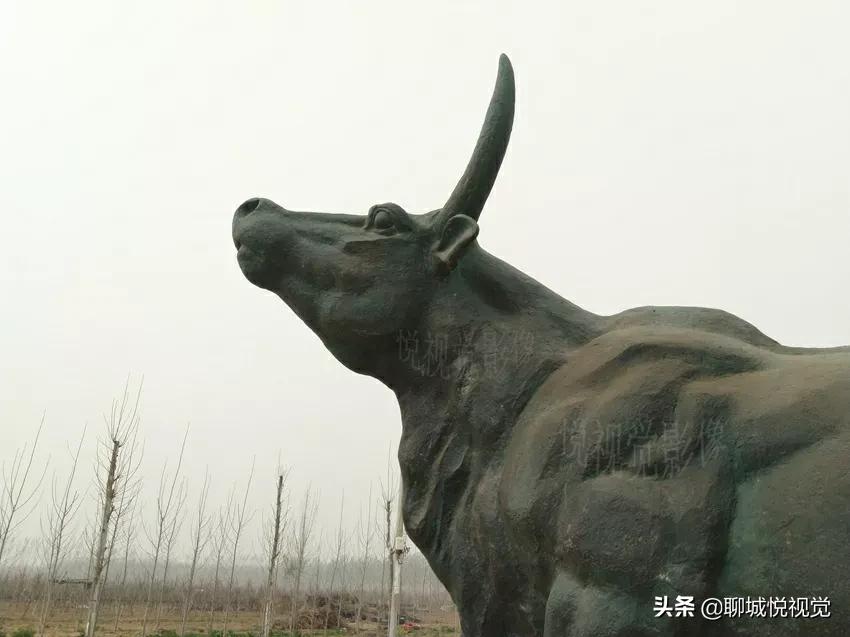 茌平“菜瓜打金牛”，王菜瓜啥也没得到，罗家园落下金牛角